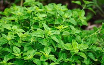 Böbreklere faydası olan 5 şifalı bitki