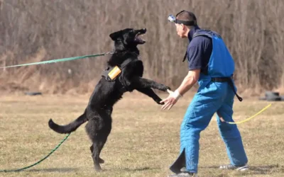 İleri Seviye Köpek Eğitimi Nedir