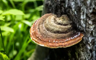 Reishi Mantarını Beslenmenizde Nasıl Kullanmalısınız